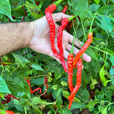 Thunder Cayenne - Seeds - The Pepper Pantry (Formerly Marie Sharp's)